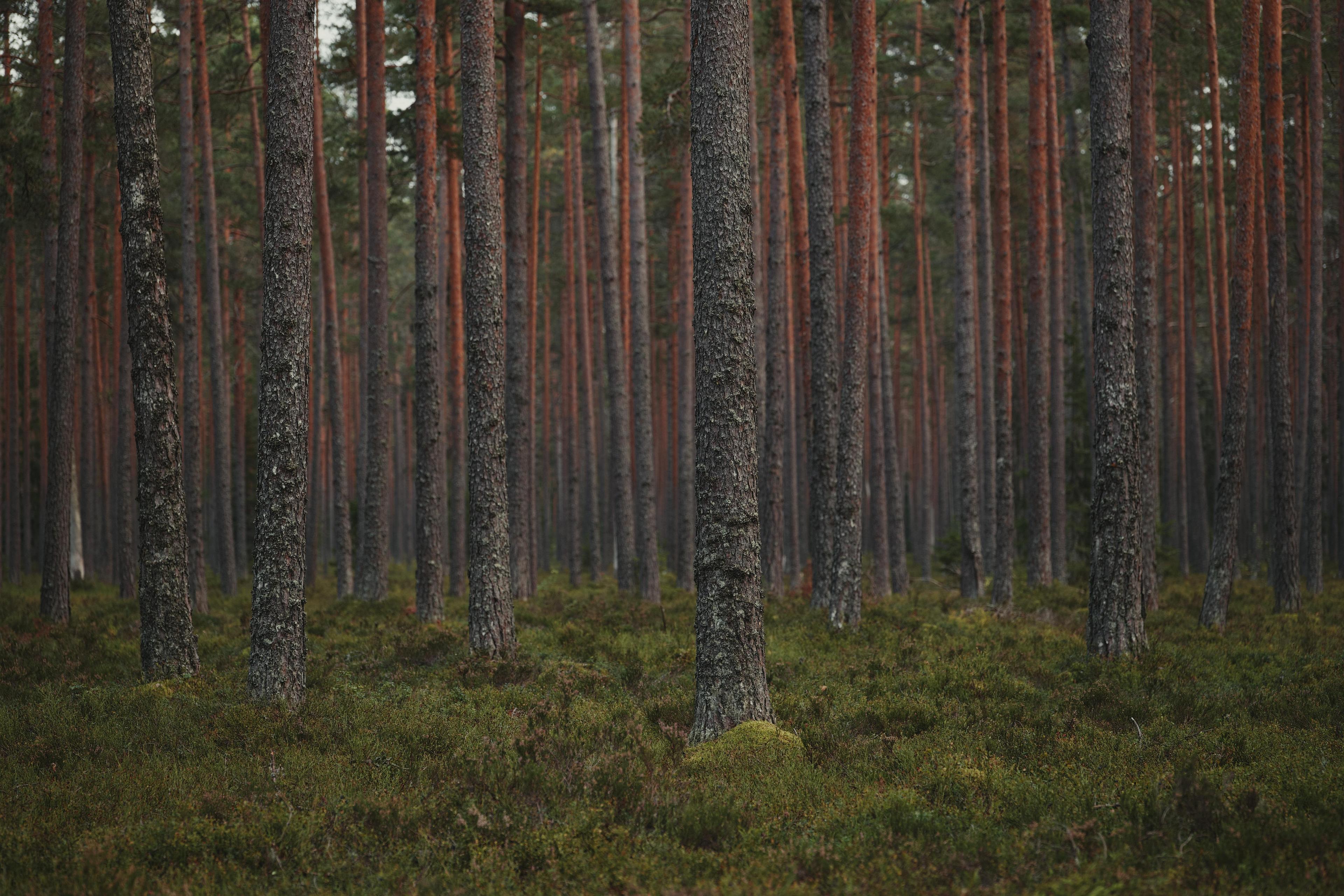 Forest landscape